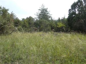 Pohľad na Stipa capillata a Achillea pannonica v Kravanoch nad Dunajom, Langovom majeri